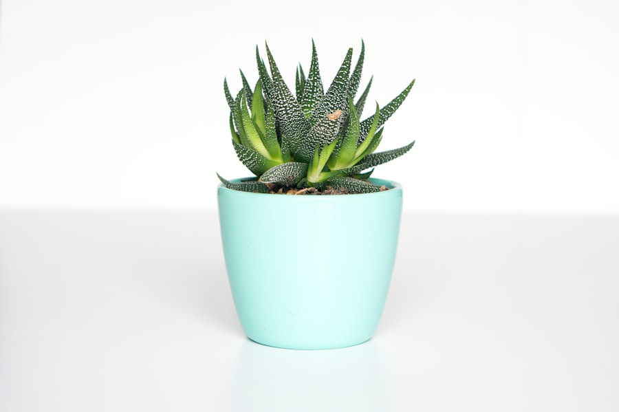 Photo Aloe vera plant