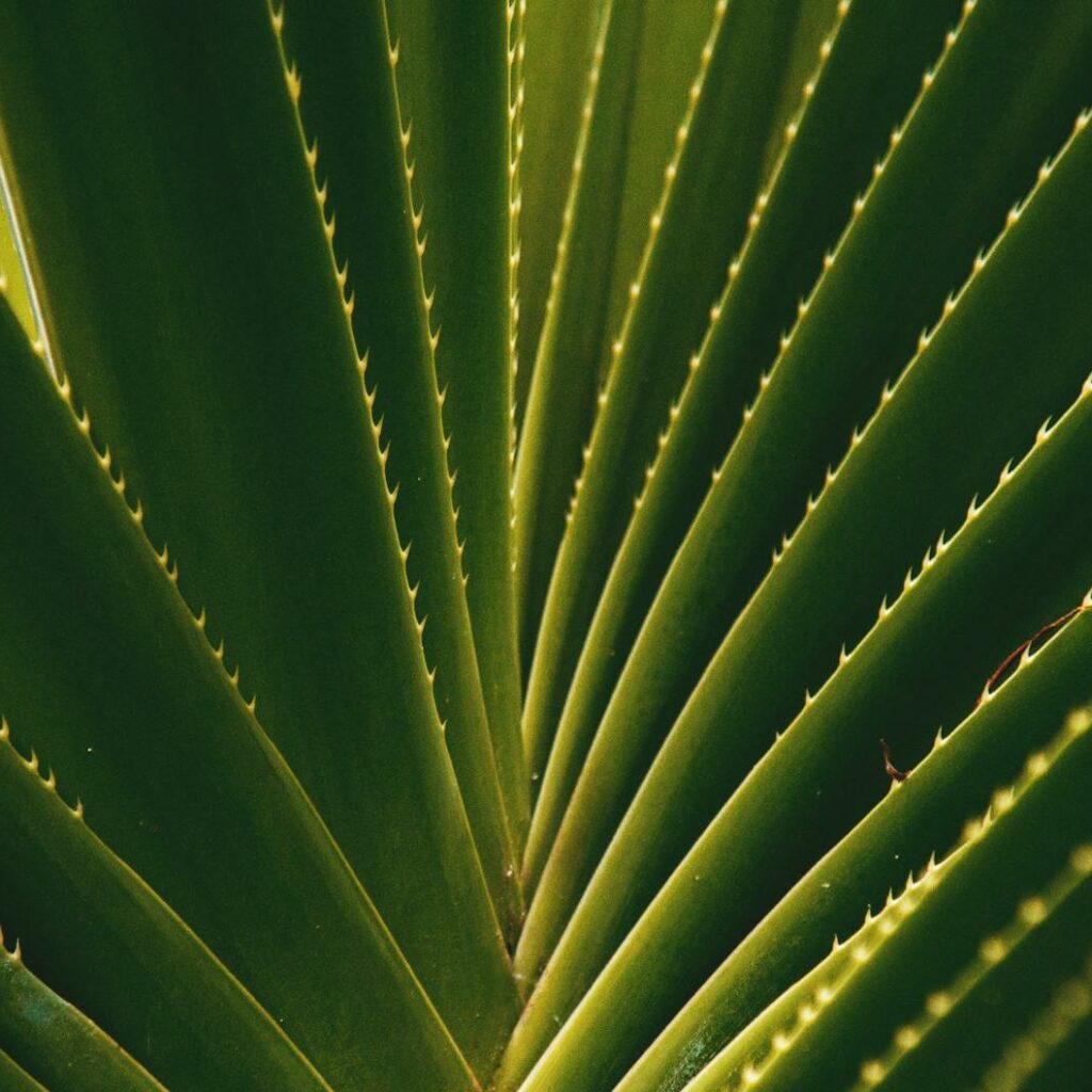 Macro Photography of Leaves