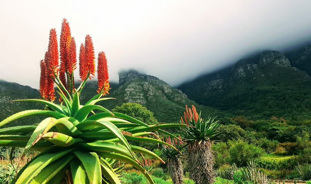 Photo Aloe vera plant