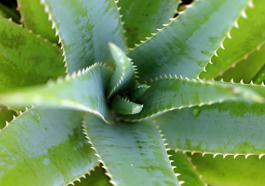 Photo Aloe vera gel