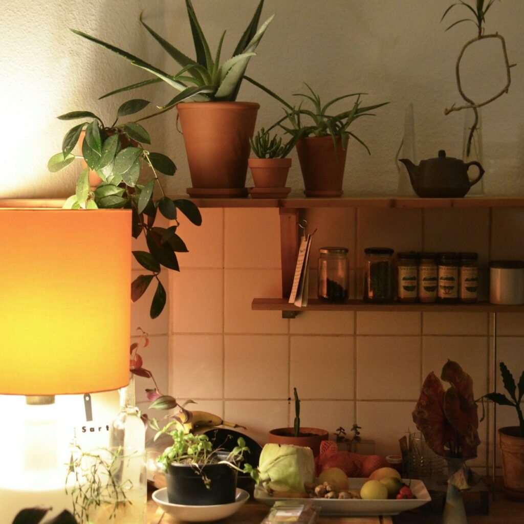 Lamp illuminating kitchen with assorted tropical plants on shelf above natural ingredients and jars at home