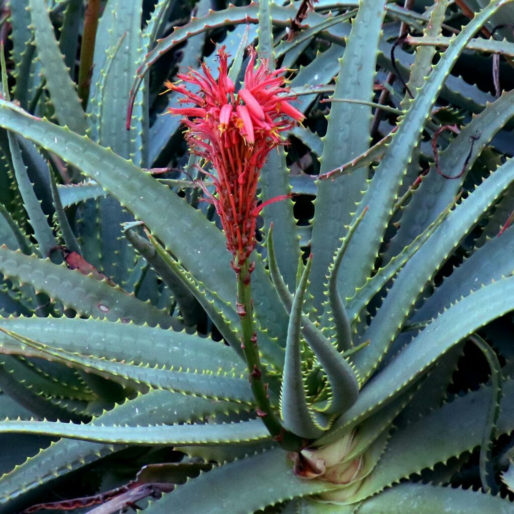 Close-up of a Flowering Aloe