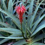 Aloe Vera: The Natural Remedy for Dry, Flaky Skin Close-up of a Flowering Aloe
