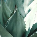 Flutter Your Way to Fabulous with Aloe Vera: The Key to Long Lashes Macro Photography of Plant