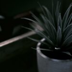 Unlock the Secret to Lush Lashes: Aloe Vera for Eyelash Growth Potted Aloe in Close Up
