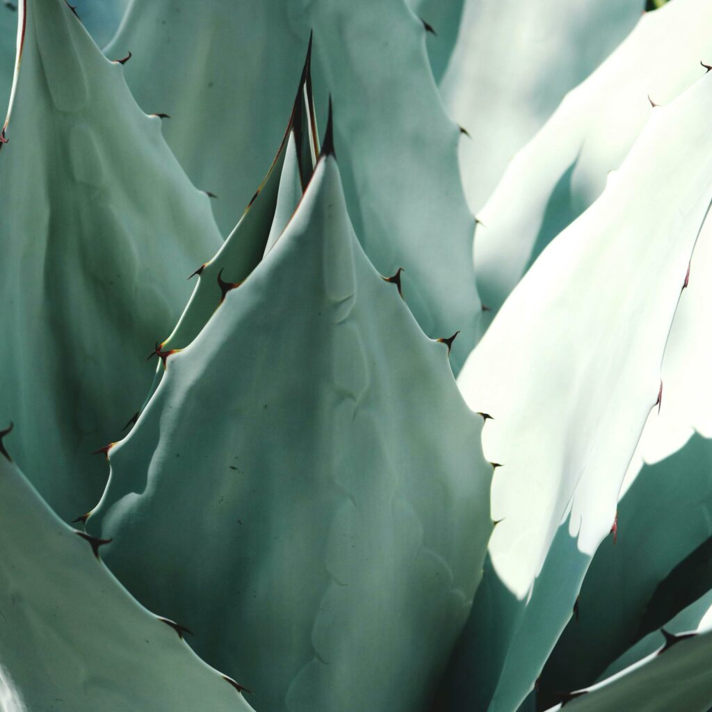 Cómo el Aloe Vera Puede Ayudar a Eliminar el Acné para Siempre