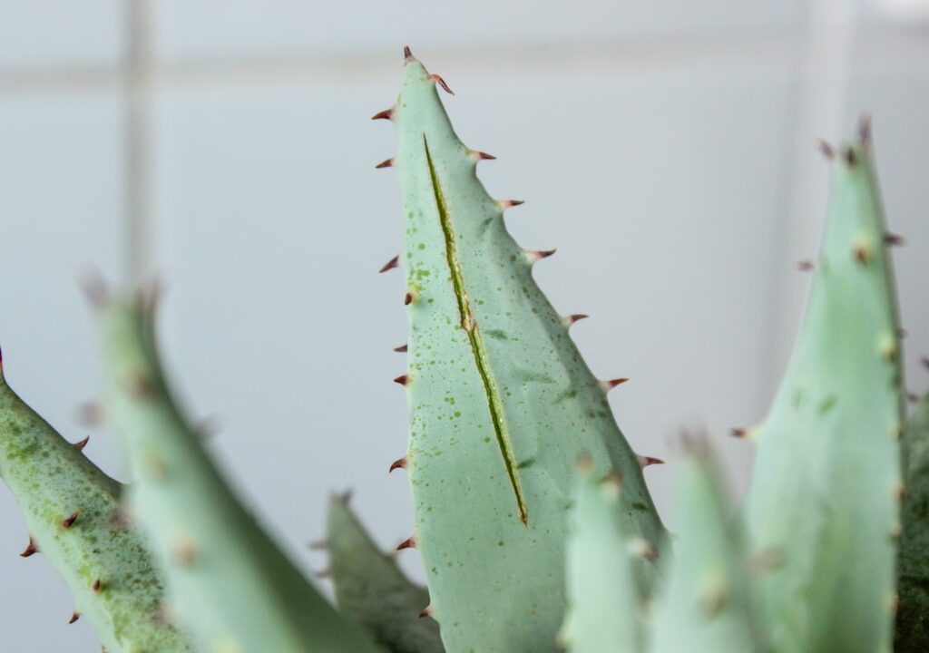 Photo Aloe plant