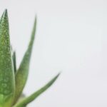 Spotless Beauty: Aloe Vera's Solution for Skin Discoloration Green Snake Plant Close-up Photo