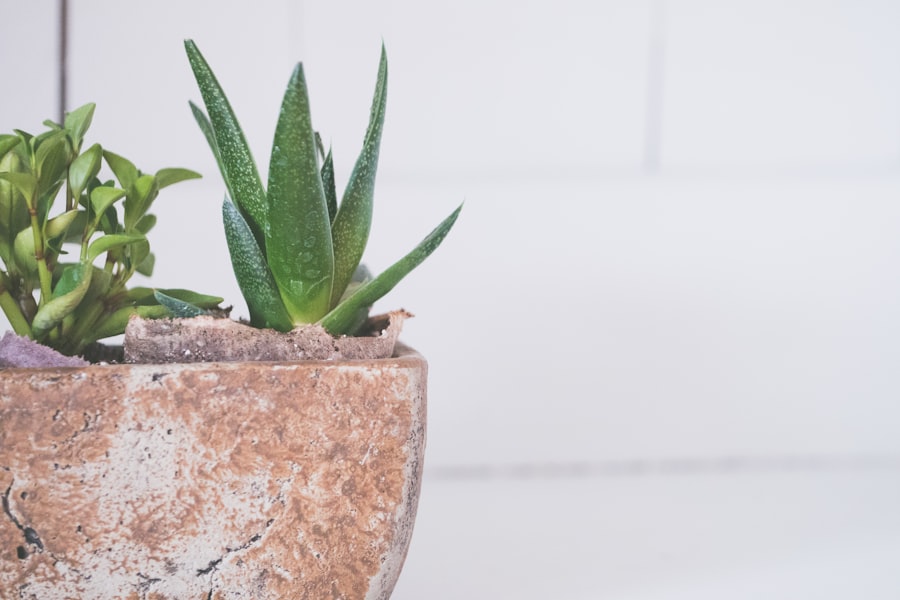 Photo Aloe Vera pups