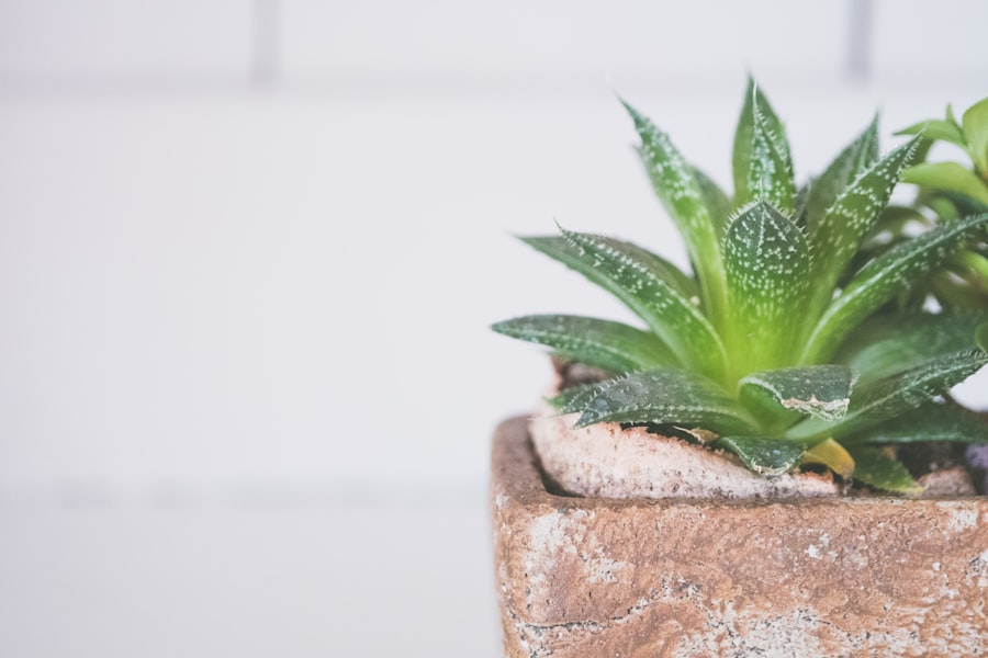 Photo Aloe Vera pups