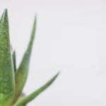 Photo Aloe Vera Plant