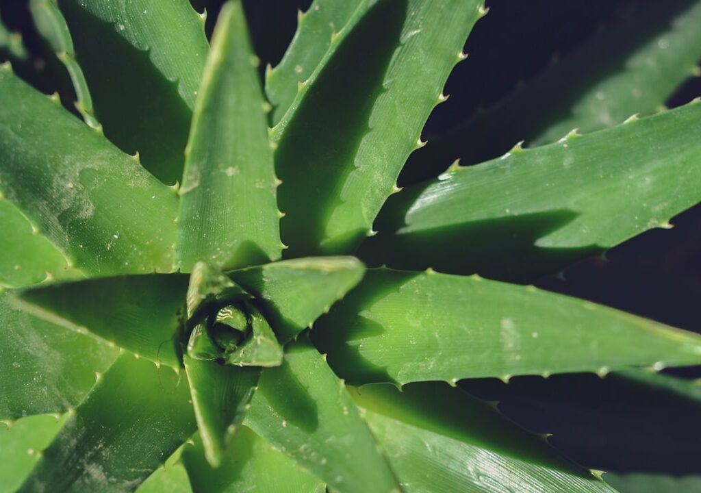 Photo Aloe Vera Plant