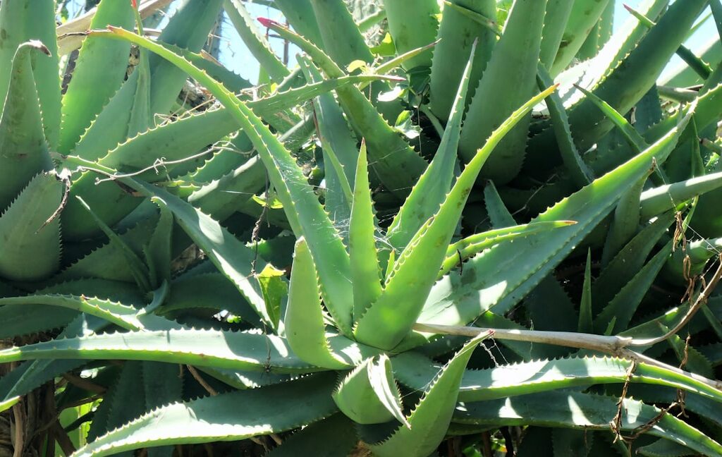 Photo Aloe Vera Plant