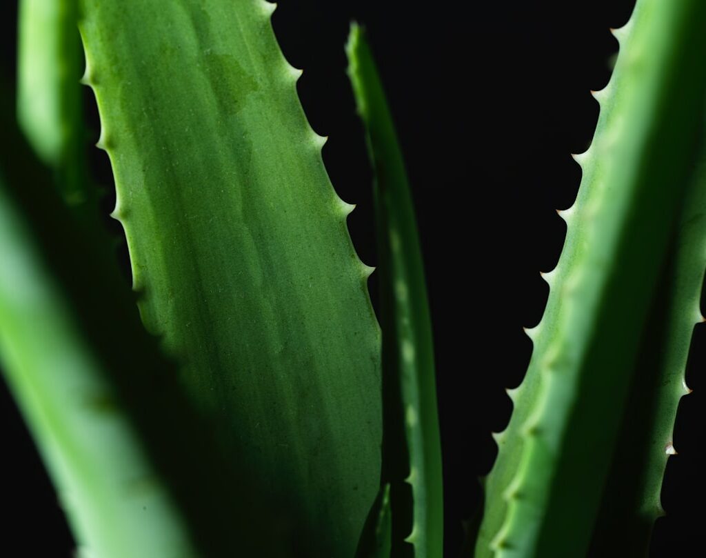 Photo Aloe vera gel