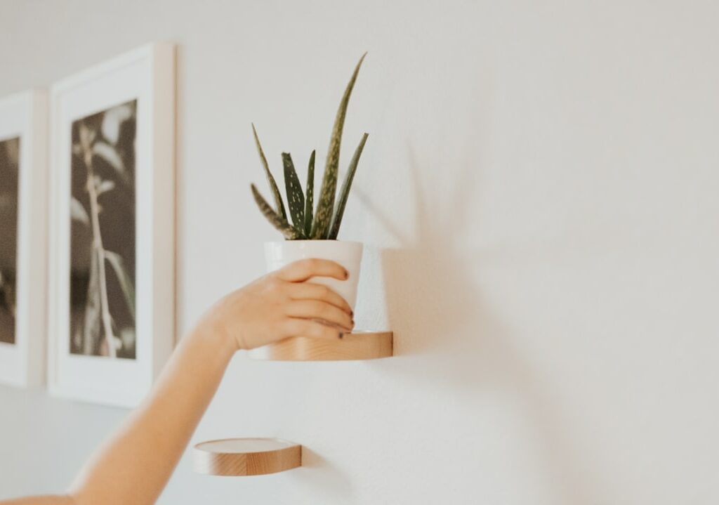 Photo Aloe vera plant