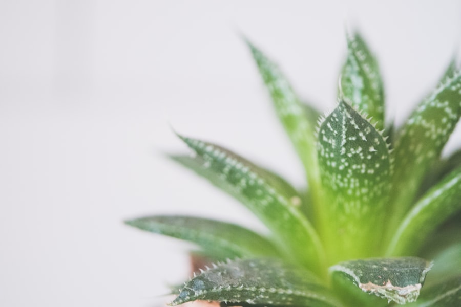 Photo Aloe vera gel