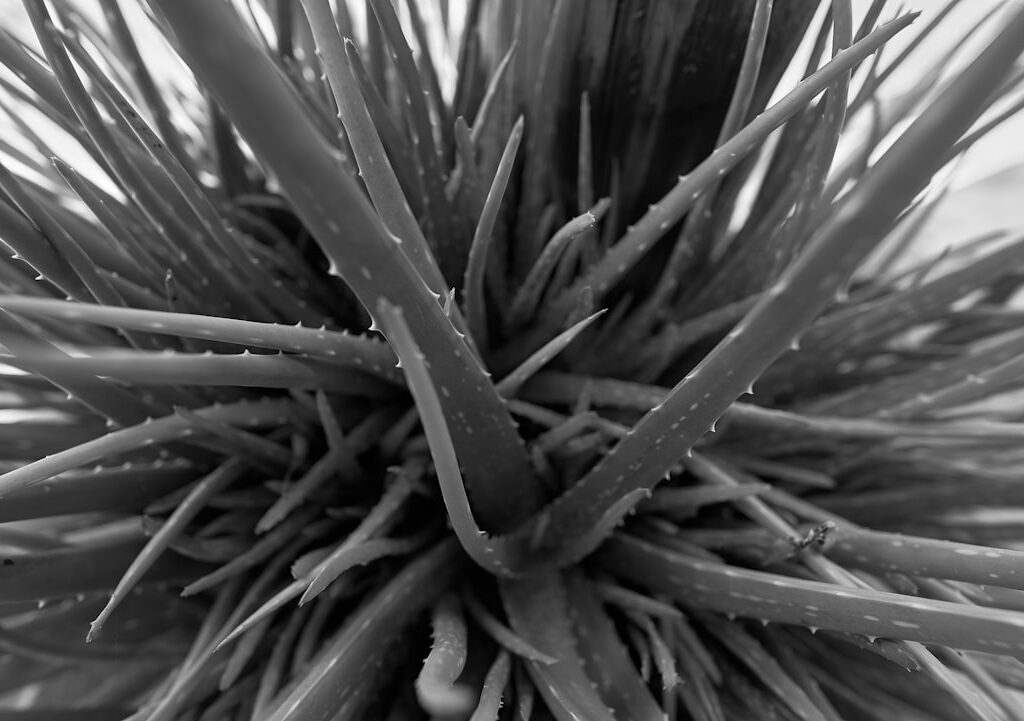 Photo Aloe vera plant