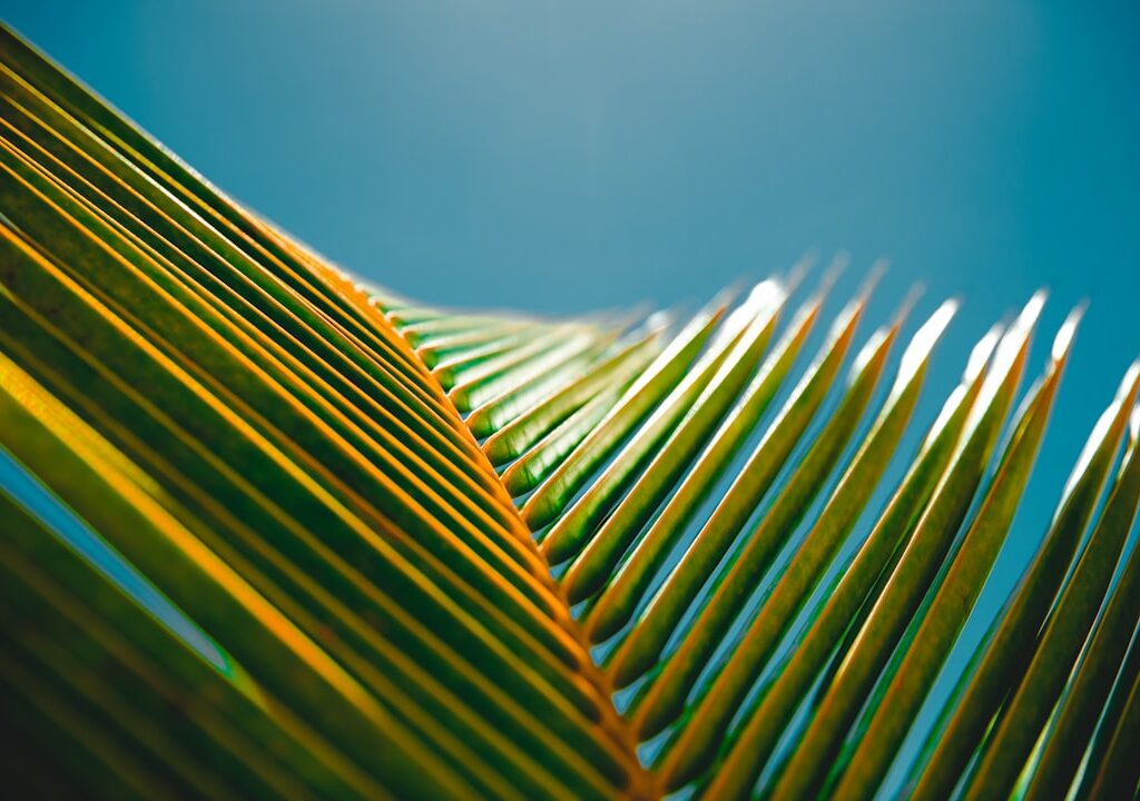 Photo Aloe Vera Plant