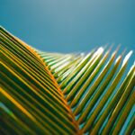 Photo Aloe Vera Plant