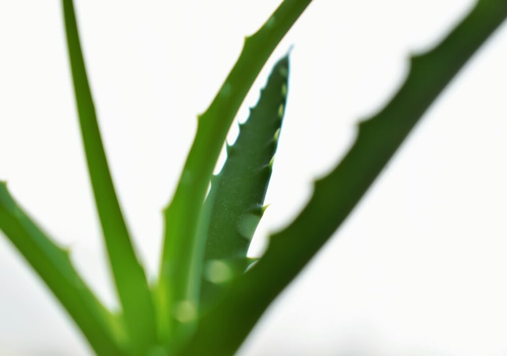 Photo Aloe vera plant