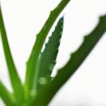 Photo Aloe vera plant