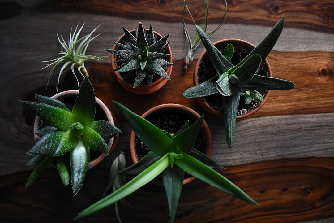 Photo Aloe vera plant