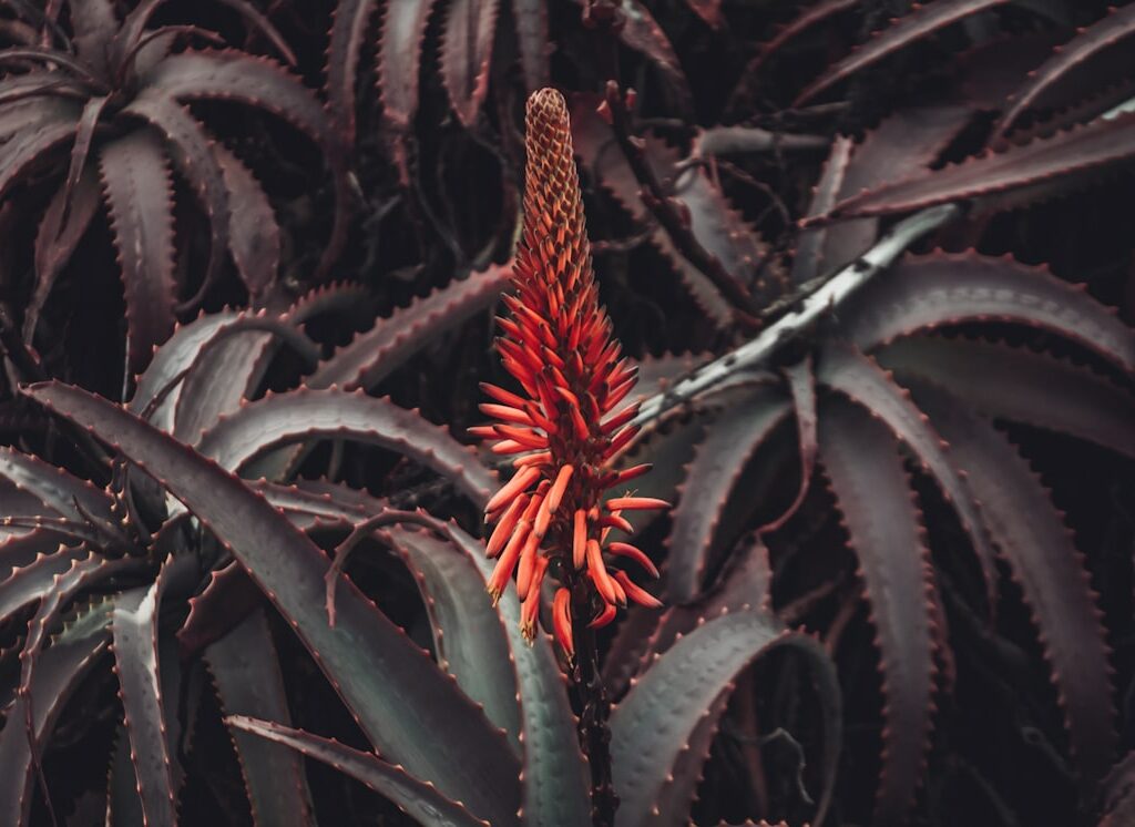 Photo Aloe vera plant