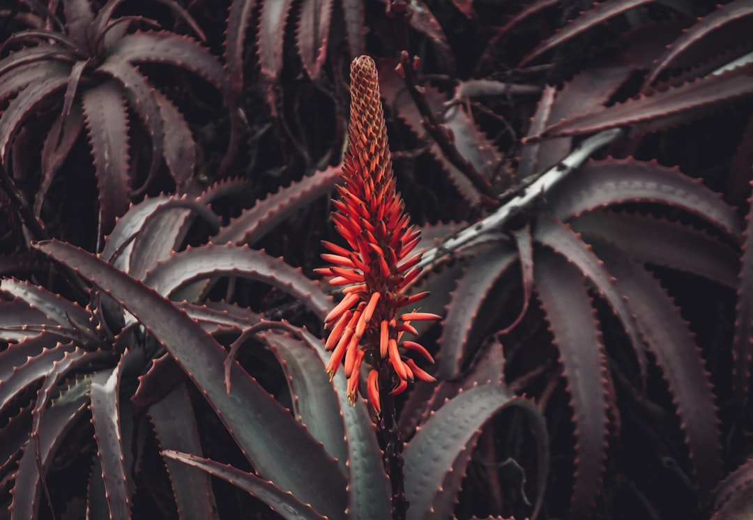 Photo Aloe vera plant