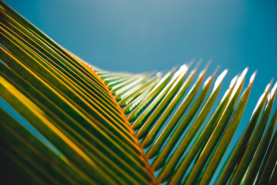 Photo Aloe vera plant