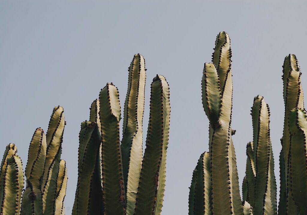 Photo Aloe vera plant