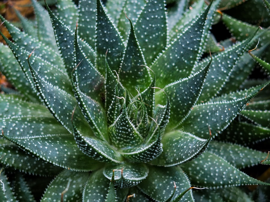 Photo Aloe vera plant