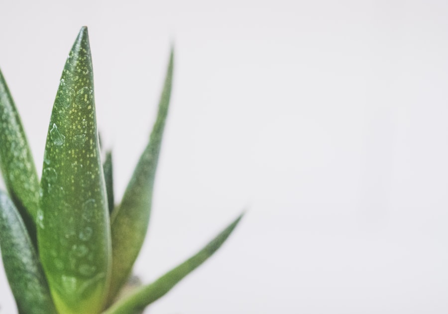 Photo Aloe vera gel