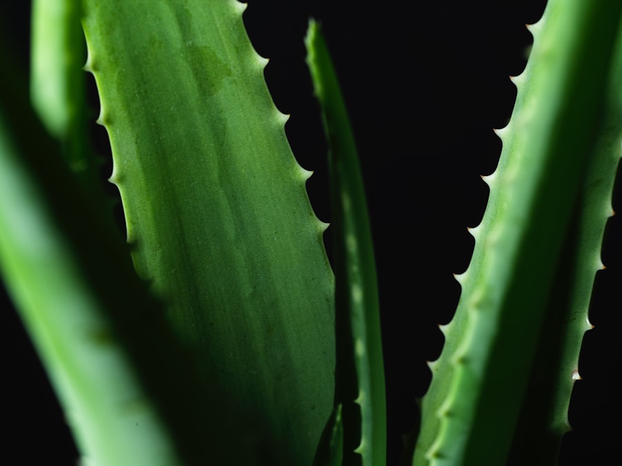 Photo Aloe vera gel