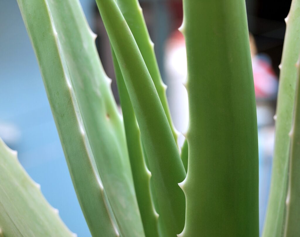 Photo Aloe vera plant