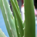 Consejos para cuidar la planta de aloe vera Photo Aloe vera plant