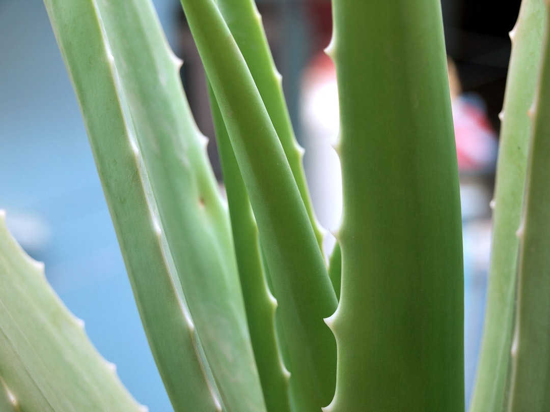 Photo Aloe vera plant