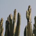 Photo Aloe vera plant