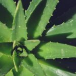 Photo Aloe vera plant